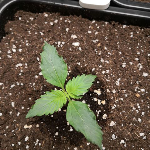Wedding Cake zamnesia #1 growlog timeline photo