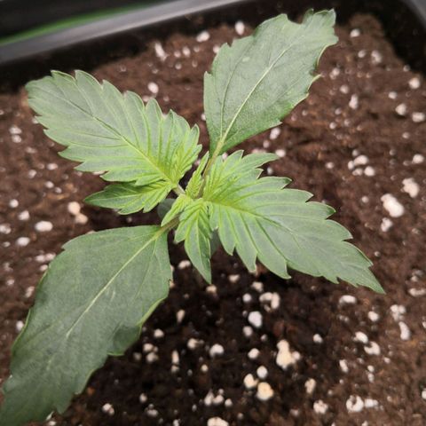 Wedding Cake zamnesia #1 growlog timeline photo