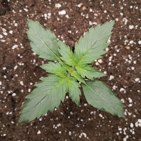 Wedding Cake zamnesia #1 growlog timeline photo