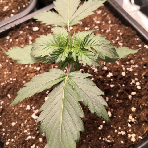 Wedding Cake zamnesia #1 growlog timeline photo
