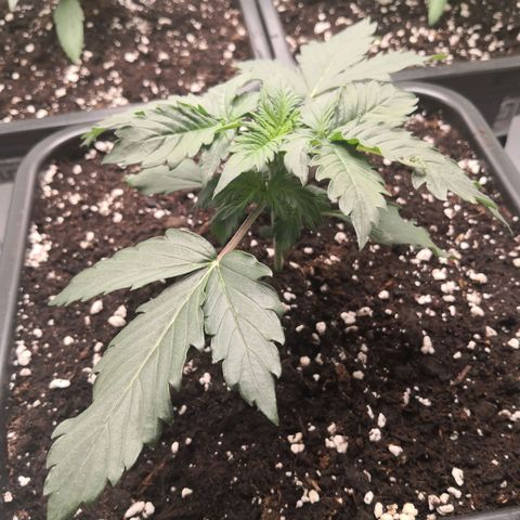 Wedding Cake zamnesia #1 growlog timeline photo