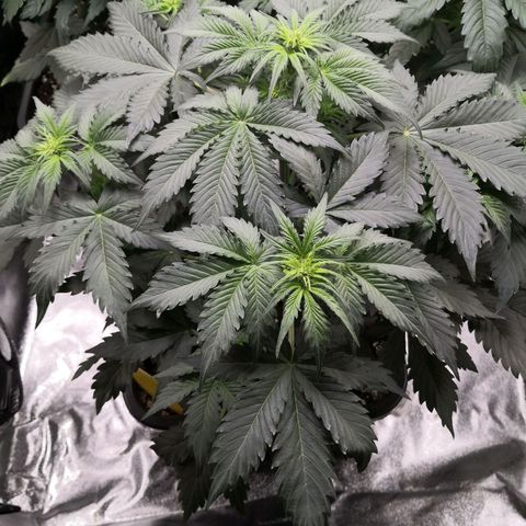 Wedding Cake zamnesia #1 growlog timeline photo