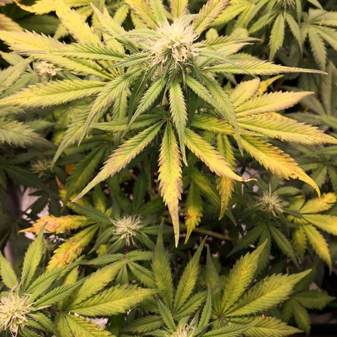 Wedding Cake zamnesia #1 growlog timeline photo