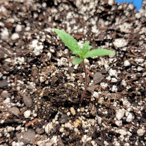 Original Skunk #1 growlog timeline photo