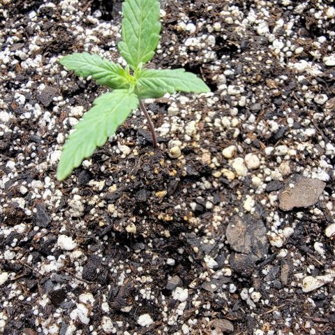 Original Skunk #1 growlog timeline photo