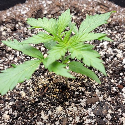 Original Skunk #1 growlog timeline photo