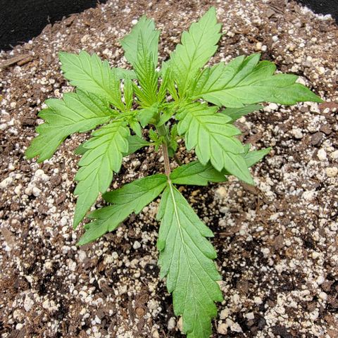 Original Skunk #1 growlog timeline photo