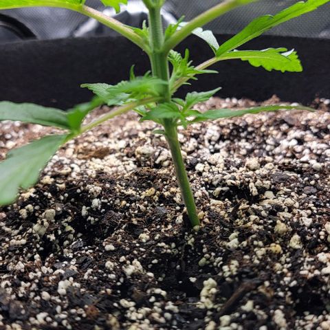 Original Skunk #1 growlog timeline photo