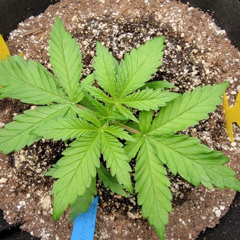 Original Skunk #1 growlog timeline photo