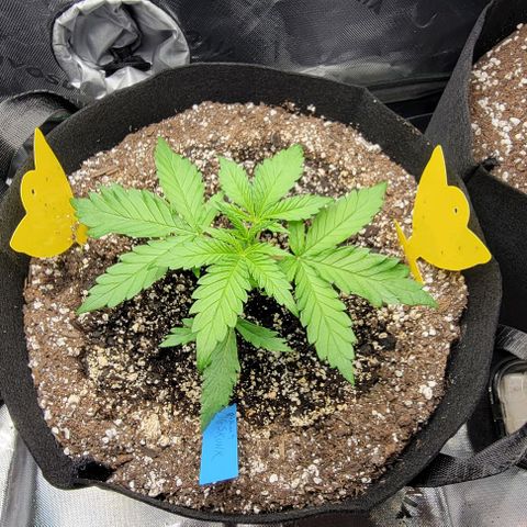 Original Skunk #1 growlog timeline photo