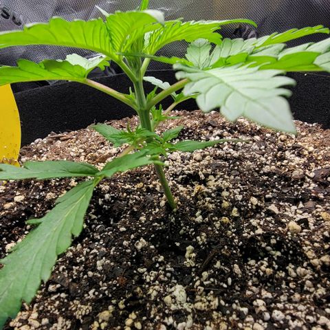 Original Skunk #1 growlog timeline photo