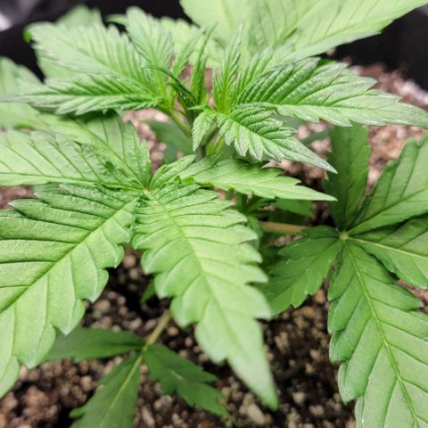 Original Skunk #1 growlog timeline photo