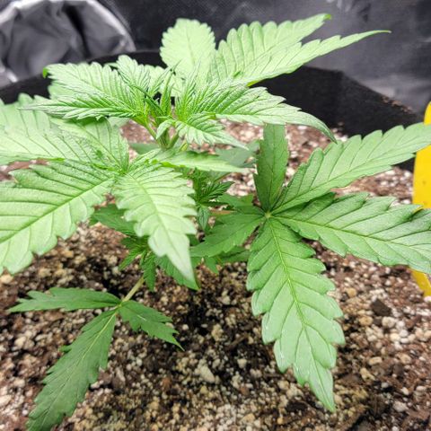 Original Skunk #1 growlog timeline photo