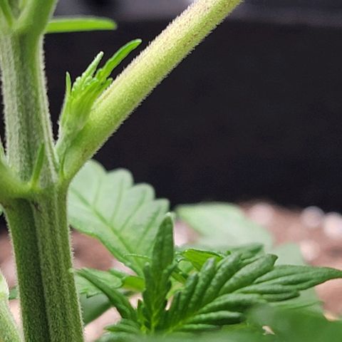 Original Skunk #1 growlog timeline photo