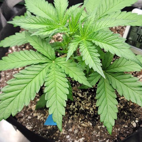 Original Skunk #1 growlog timeline photo
