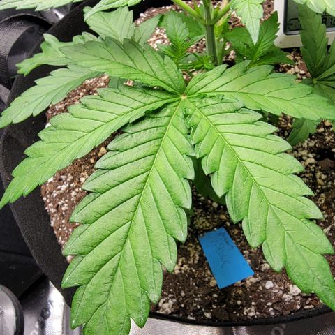 Original Skunk #1 growlog timeline photo