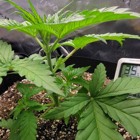 Original Skunk #1 growlog timeline photo