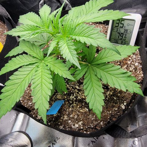 Original Skunk #1 growlog timeline photo