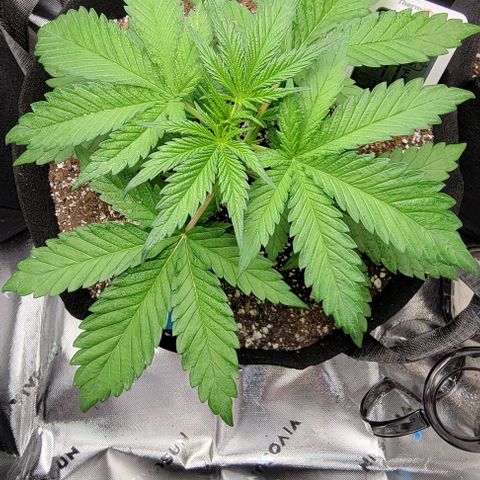 Original Skunk #1 growlog timeline photo