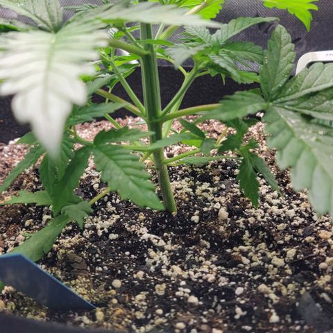 Original Skunk #1 growlog timeline photo
