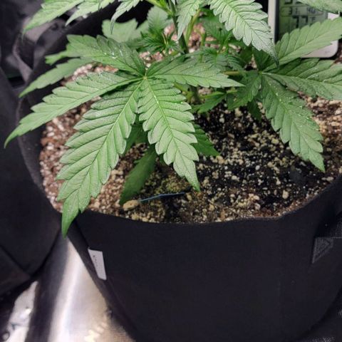 Original Skunk #1 growlog timeline photo