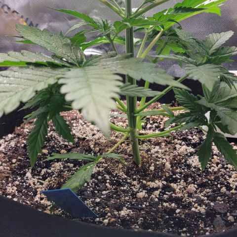 Original Skunk #1 growlog timeline photo