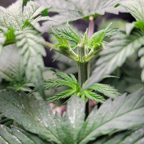 Original Skunk #1 growlog timeline photo