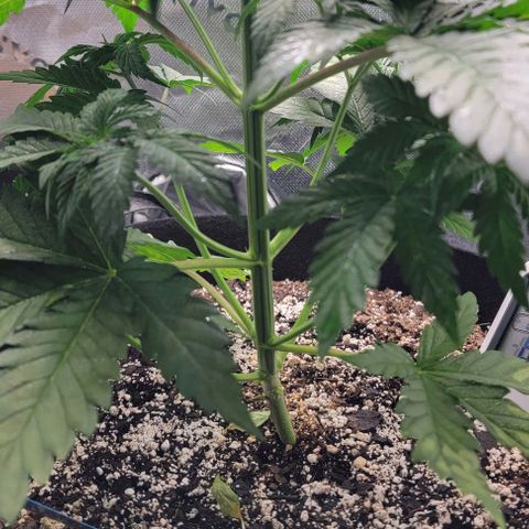 Original Skunk #1 growlog timeline photo