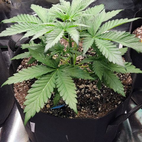 Original Skunk #1 growlog timeline photo