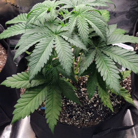 Original Skunk #1 growlog timeline photo