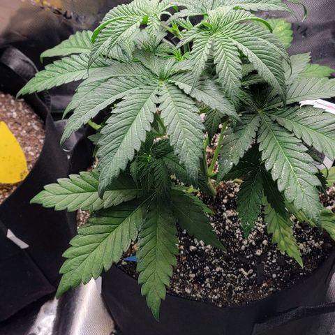 Original Skunk #1 growlog timeline photo