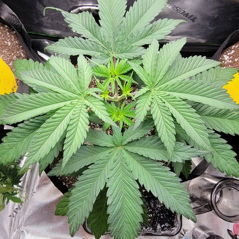 Original Skunk #1 growlog timeline photo