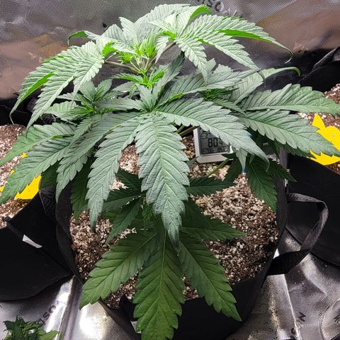 Original Skunk #1 growlog timeline photo