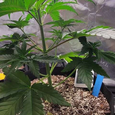 Original Skunk #1 growlog timeline photo