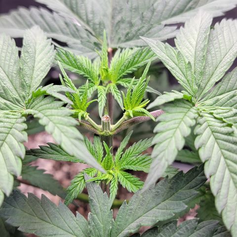 Original Skunk #1 growlog timeline photo