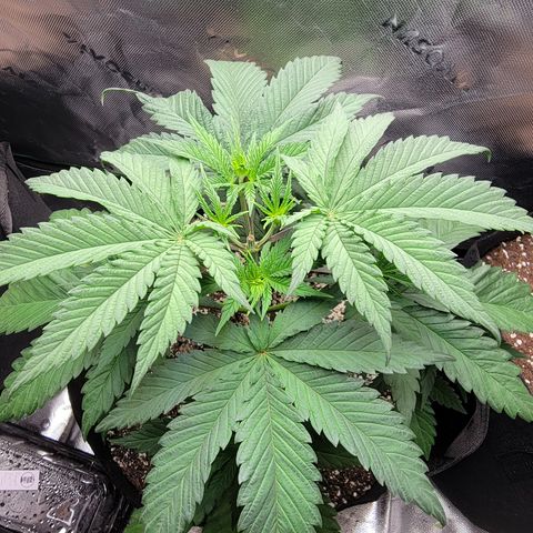 Original Skunk #1 growlog timeline photo