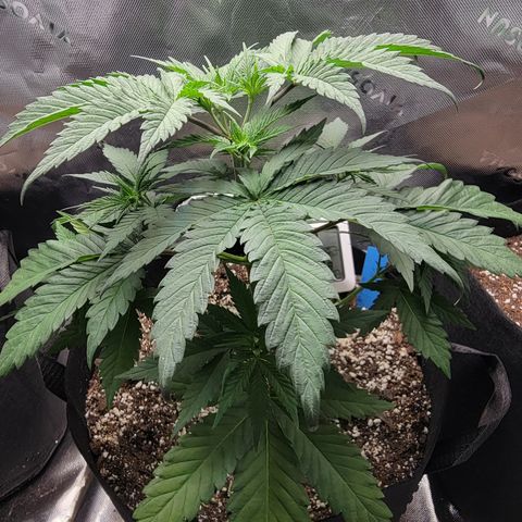 Original Skunk #1 growlog timeline photo