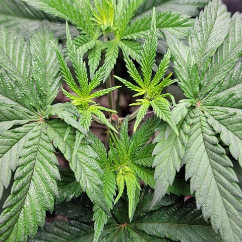 Original Skunk #1 growlog timeline photo