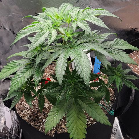 Original Skunk #1 growlog timeline photo