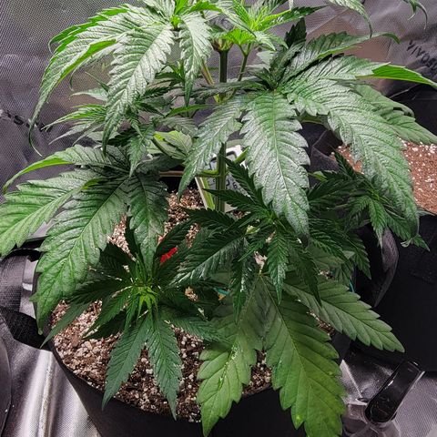 Original Skunk #1 growlog timeline photo