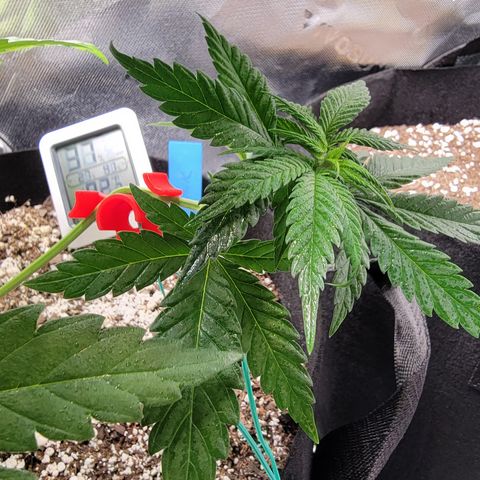Original Skunk #1 growlog timeline photo
