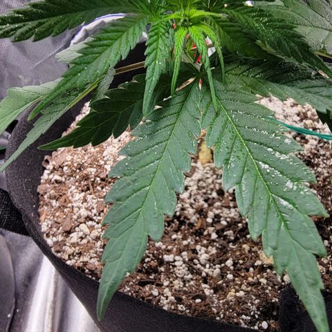 Original Skunk #1 growlog timeline photo