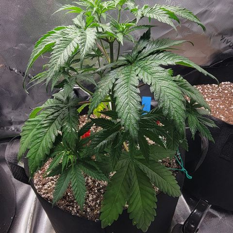 Original Skunk #1 growlog timeline photo