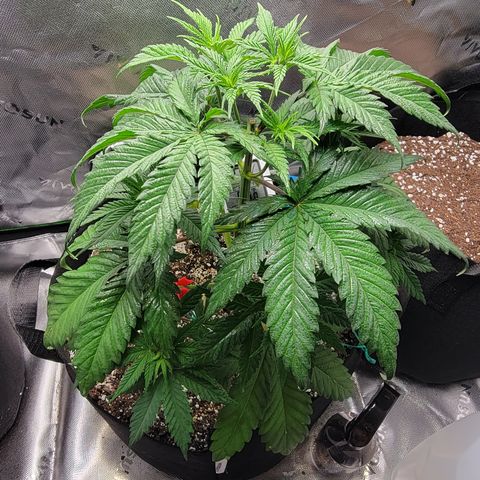 Original Skunk #1 growlog timeline photo
