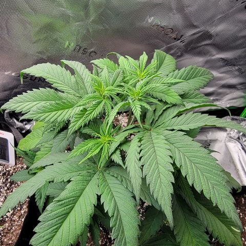 Original Skunk #1 growlog timeline photo