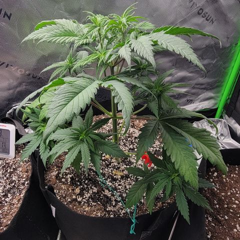 Original Skunk #1 growlog timeline photo