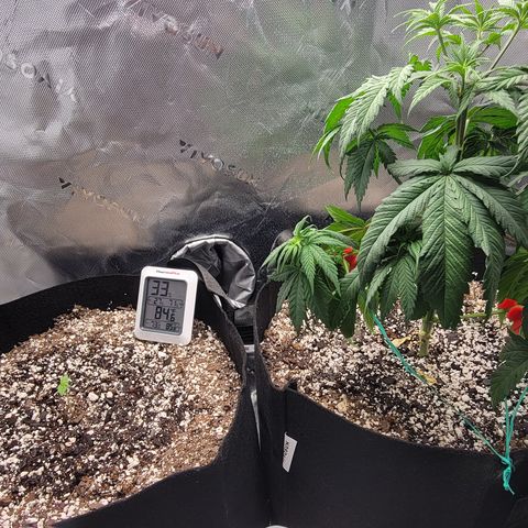 Original Skunk #1 growlog timeline photo