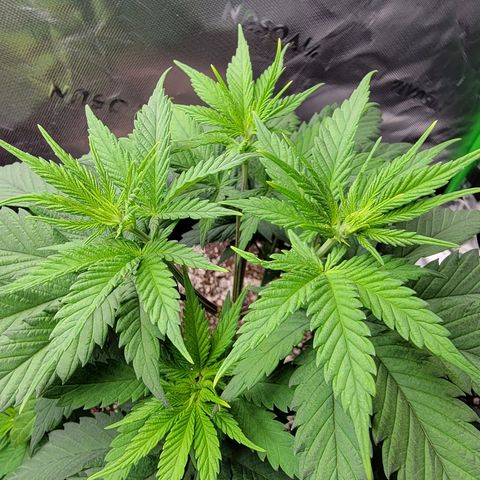 Original Skunk #1 growlog timeline photo