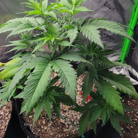 Original Skunk #1 growlog timeline photo