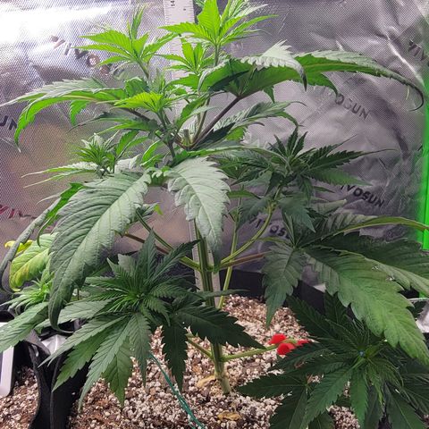 Original Skunk #1 growlog timeline photo